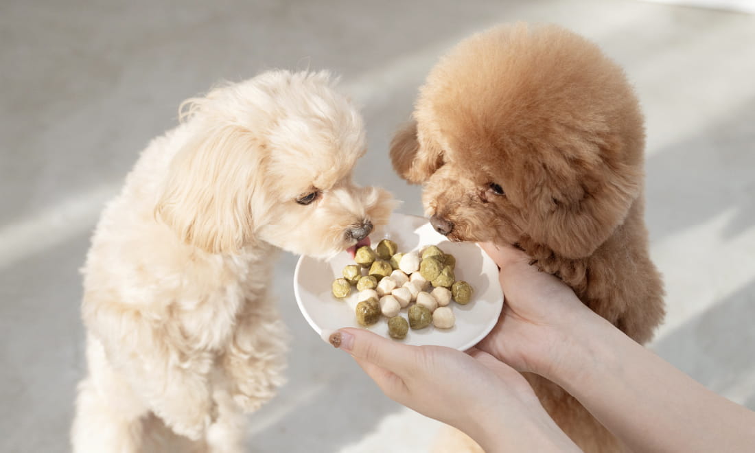 犬とおやつ